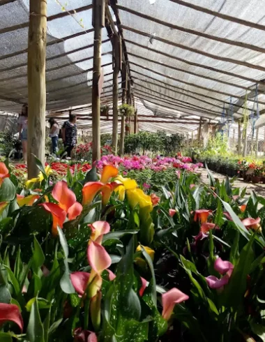 Cercanía con viveros